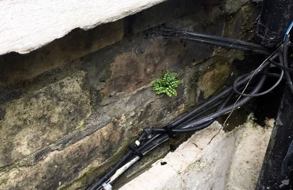 Plant growth caused by leaking drainpipe